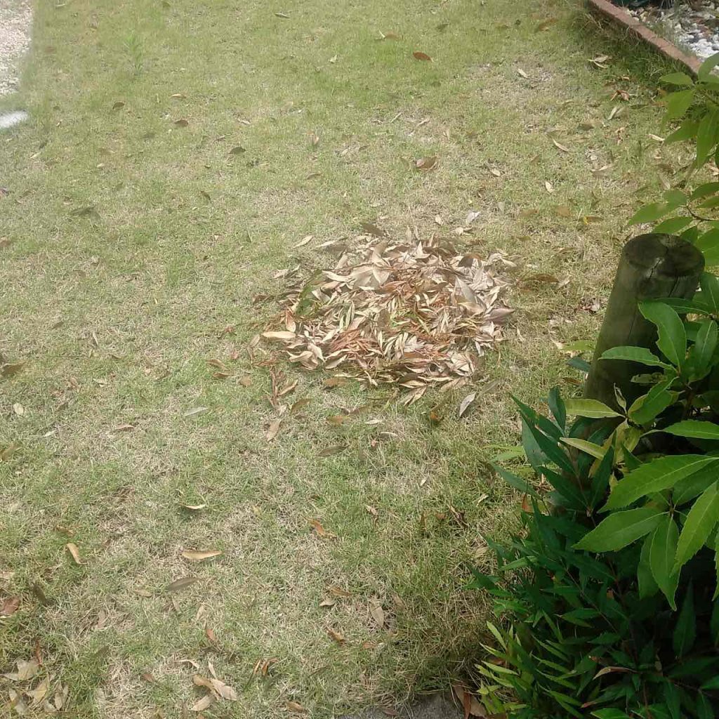 空き家管理庭の草取り、芝刈り、落ち葉の回収