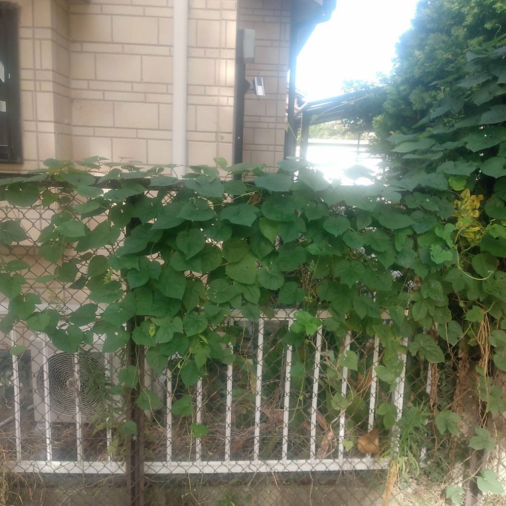 岡崎市大和町 空き家管理